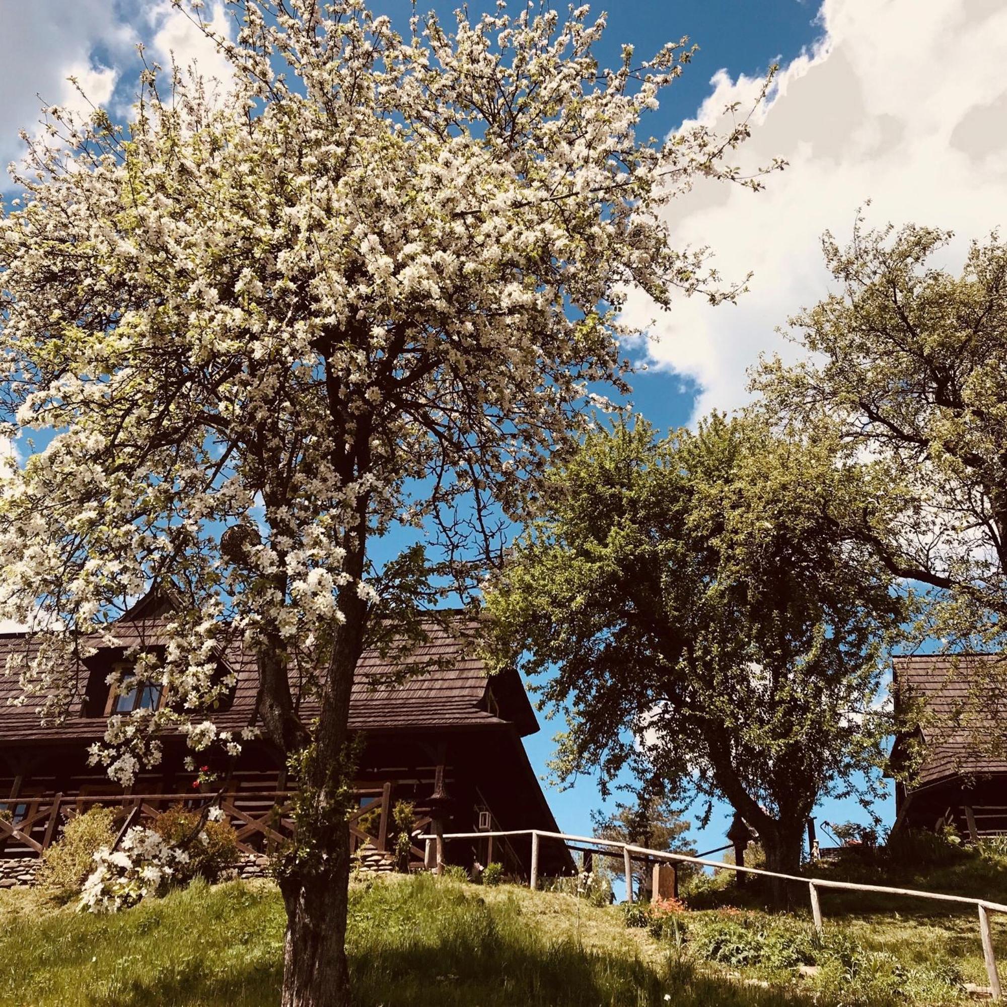 Maciejewka Villa Zahoczewie Eksteriør bilde